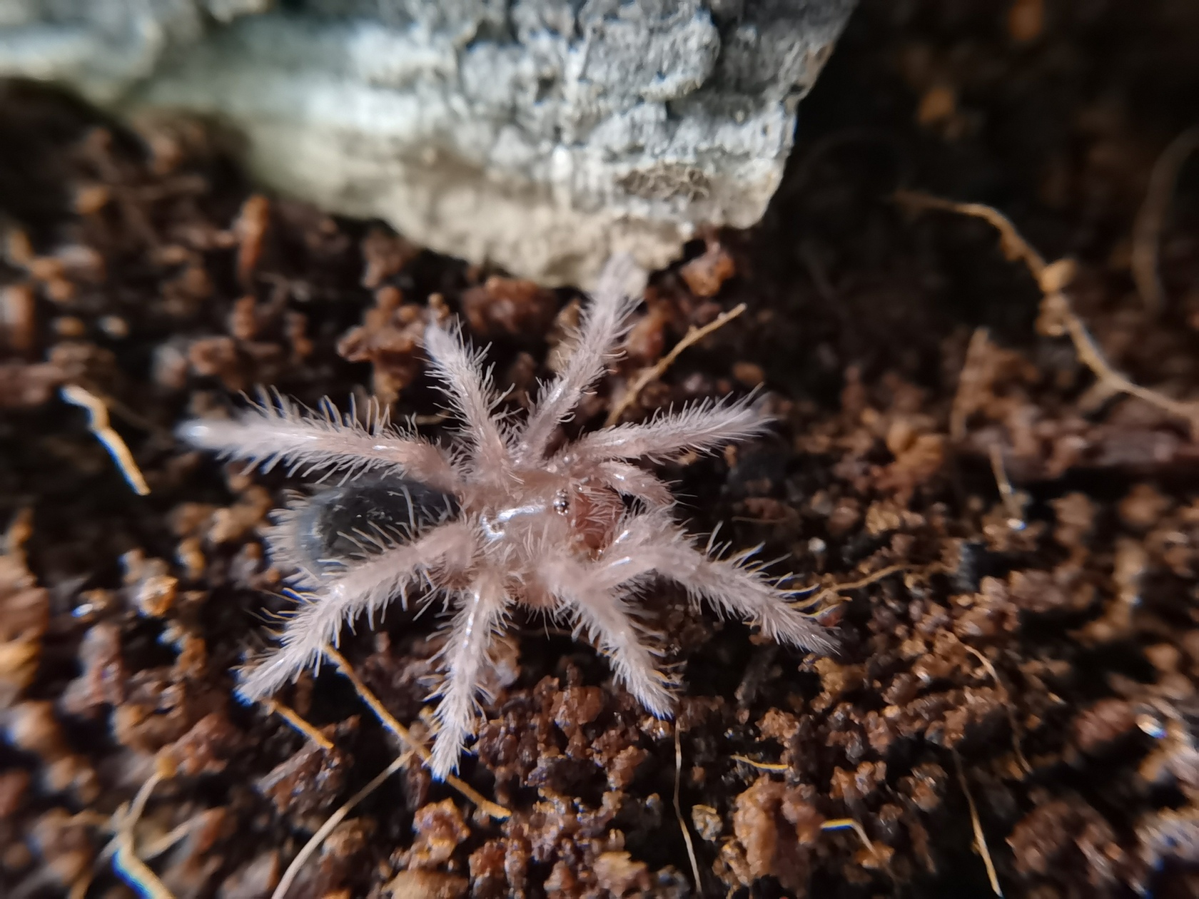 grammostola-pulchripes-0.jpg
