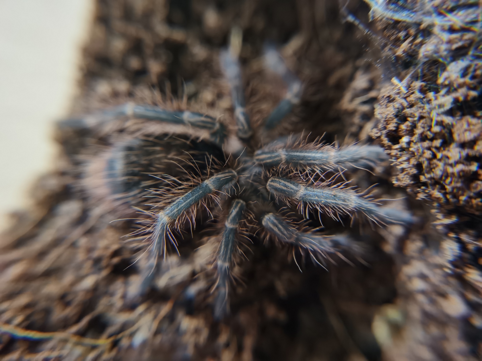 grammostola-pulchripes-10.jpg