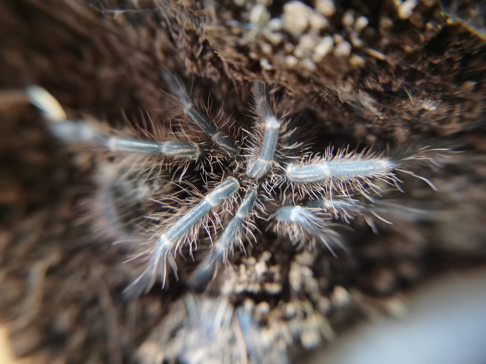 grammostola-pulchripes-11.jpg