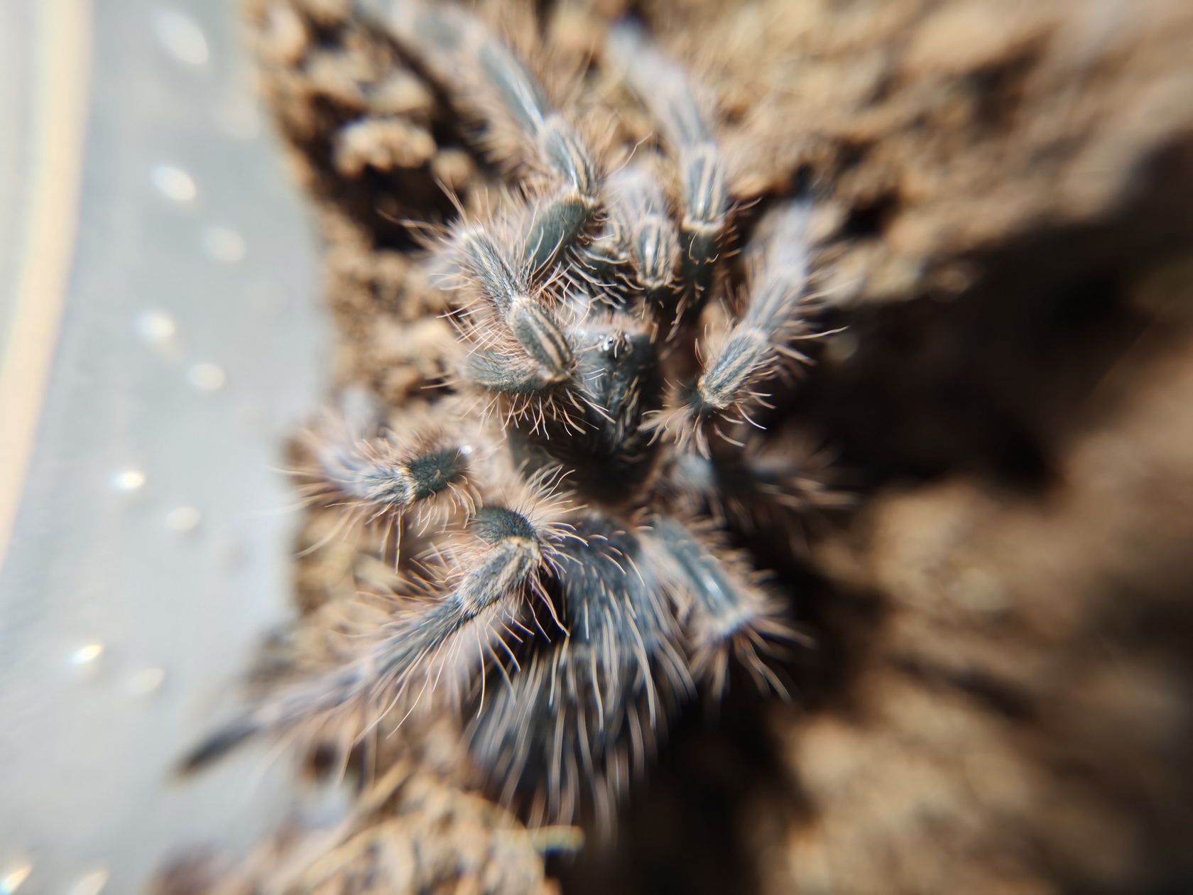 grammostola-pulchripes-12.jpg