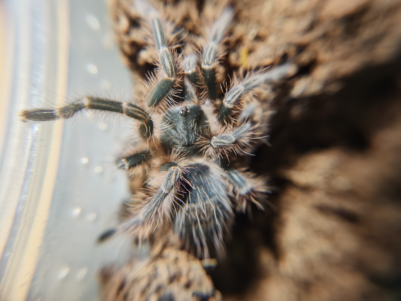 grammostola-pulchripes-13.jpg