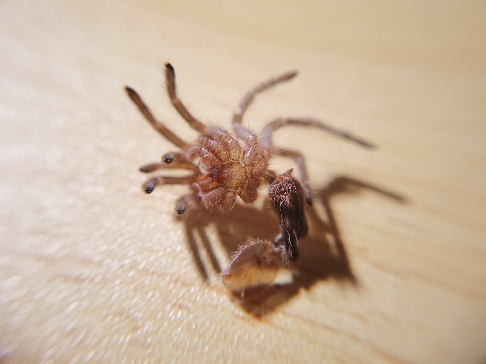 grammostola-pulchripes-14.jpg