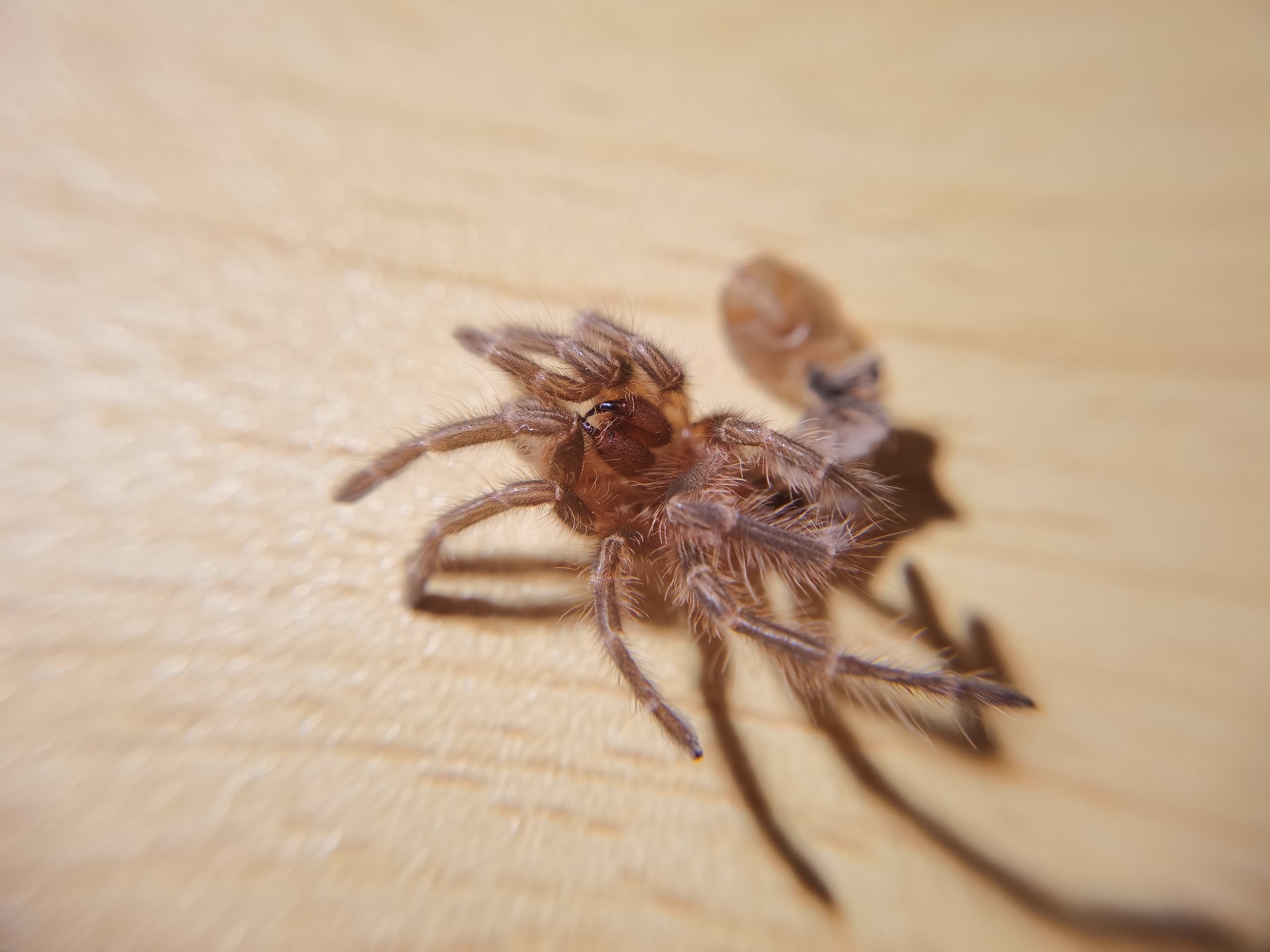 grammostola-pulchripes-15.jpg