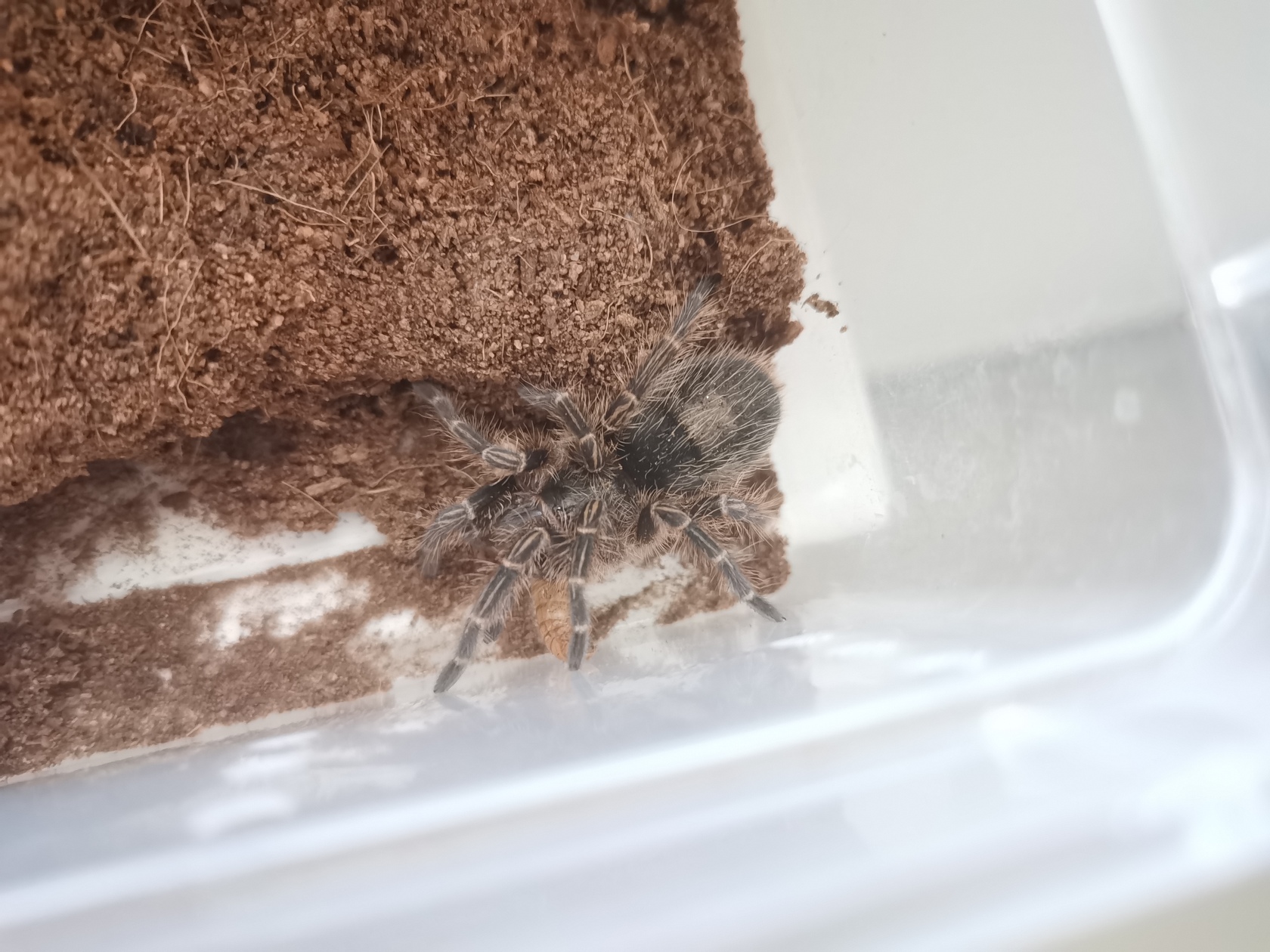 grammostola-pulchripes-16.jpg
