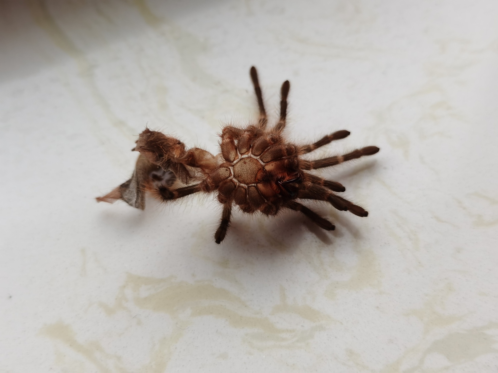 grammostola-pulchripes-17.jpg