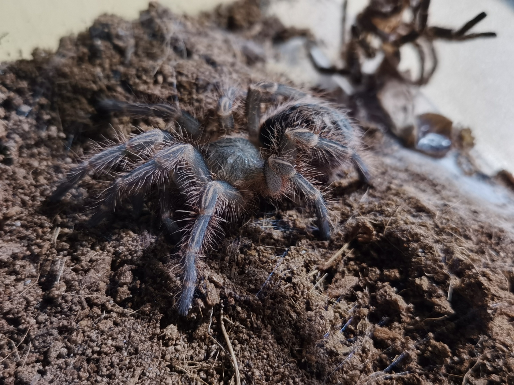 grammostola-pulchripes-18.jpg