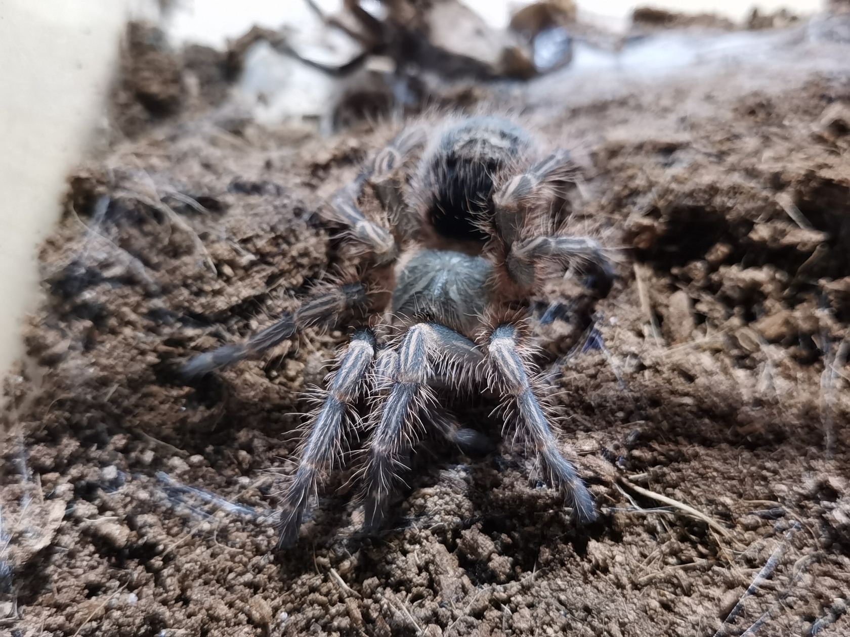 grammostola-pulchripes-19.jpg