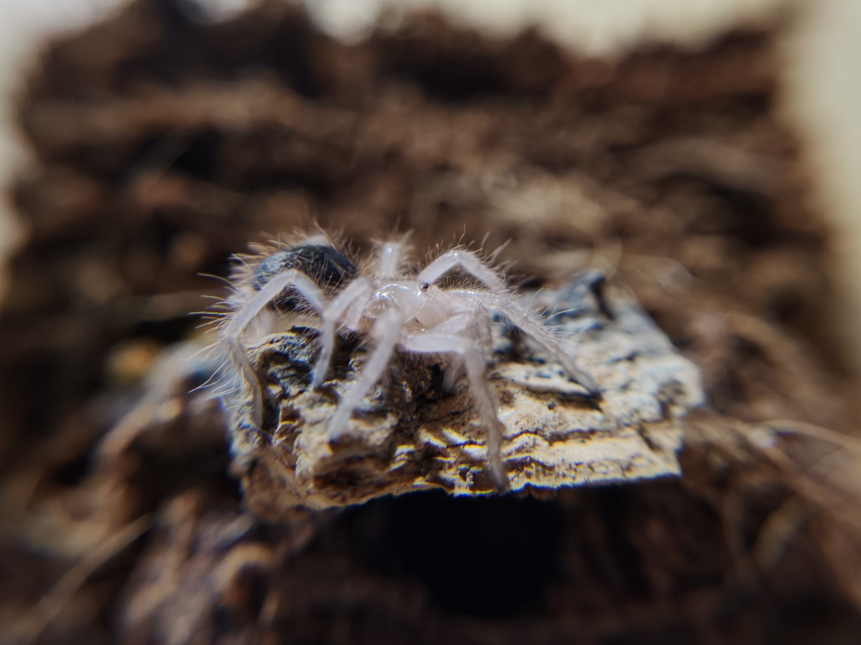 grammostola-pulchripes-2.jpg