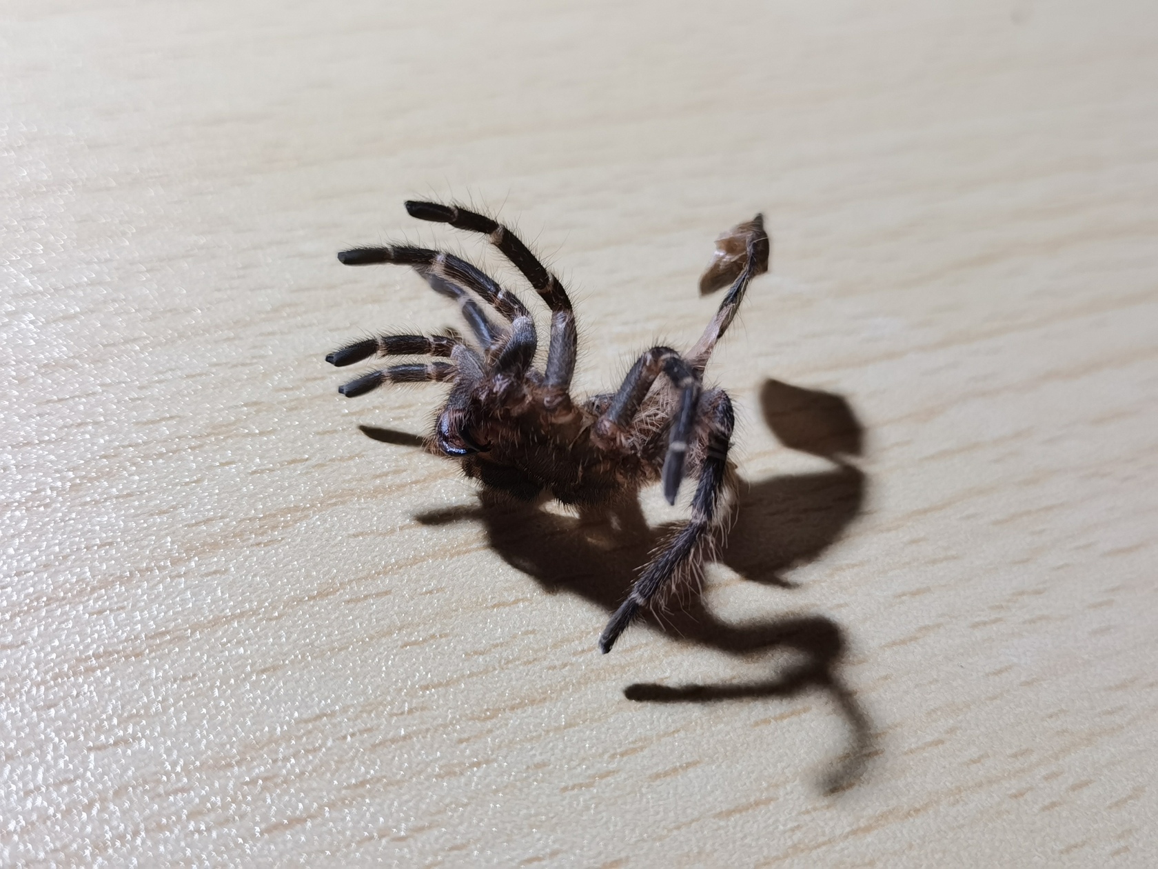 grammostola-pulchripes-20.jpg