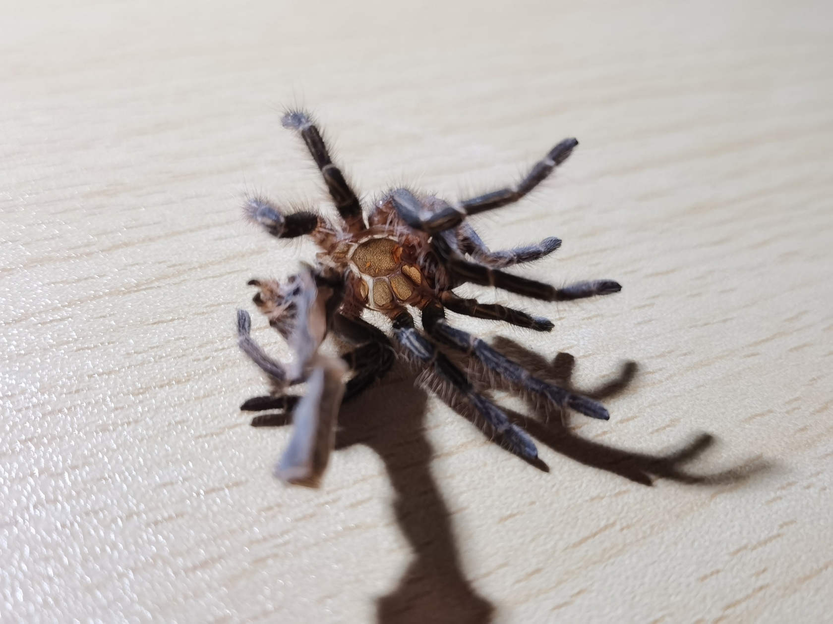 grammostola-pulchripes-21.jpg