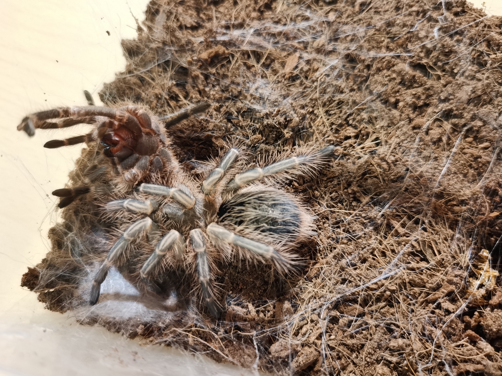 grammostola-pulchripes-22.jpg