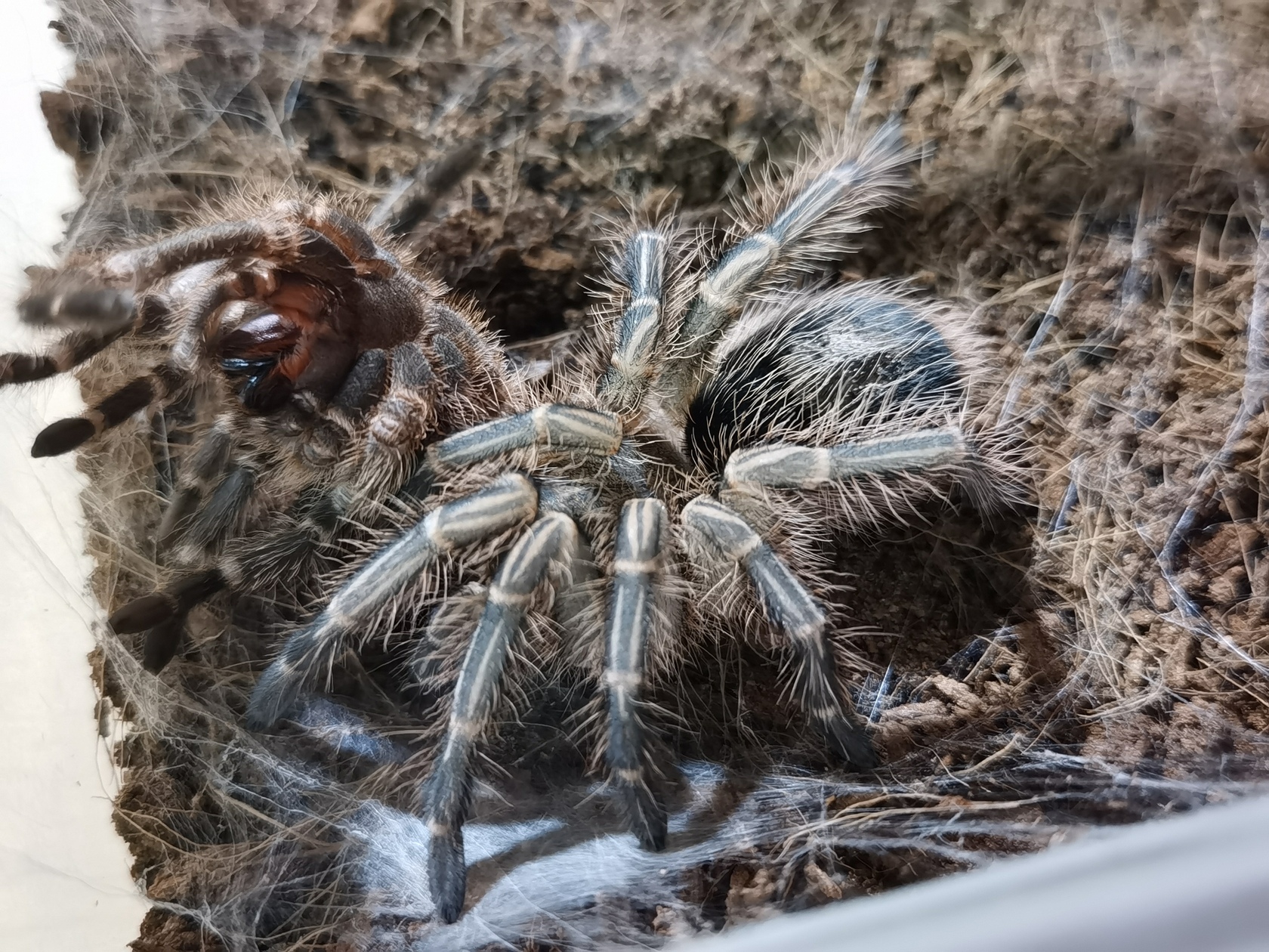 grammostola-pulchripes-23.jpg