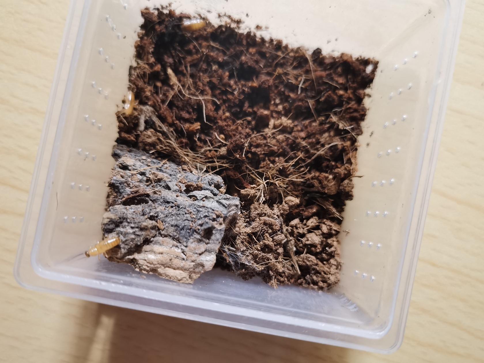 grammostola-pulchripes-3.jpg