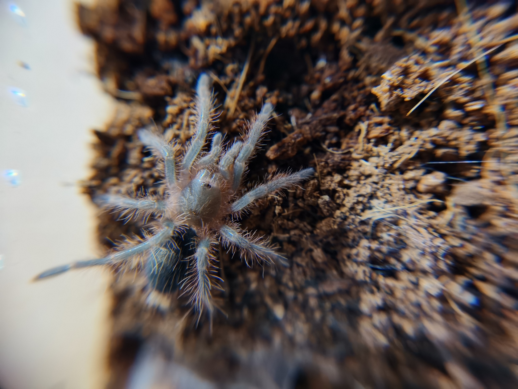grammostola-pulchripes-4.jpg