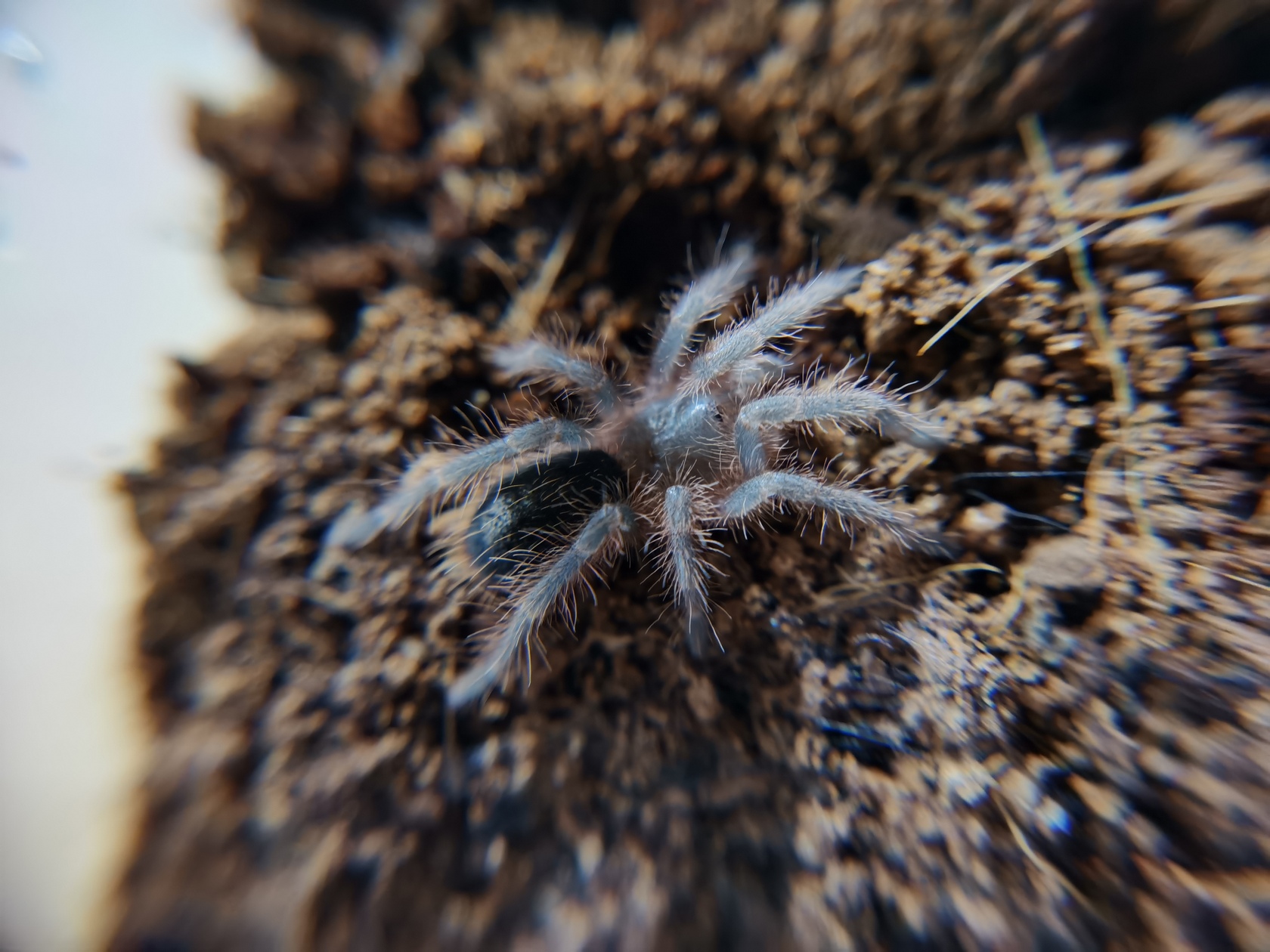 grammostola-pulchripes-5.jpg