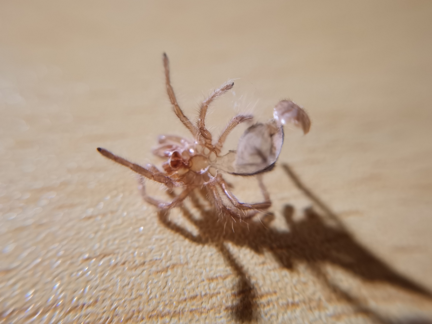 grammostola-pulchripes-6.jpg