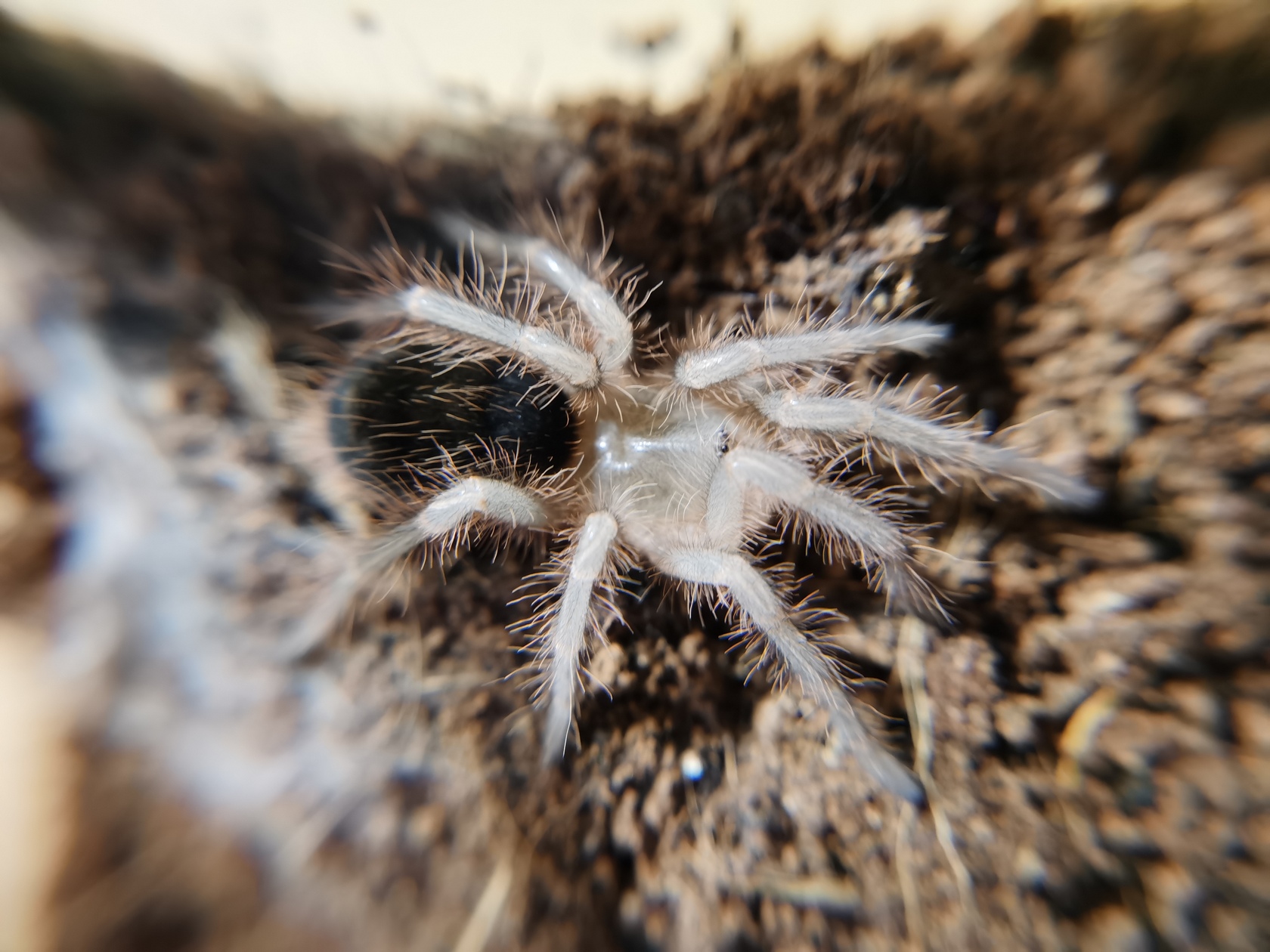 grammostola-pulchripes-7.jpg