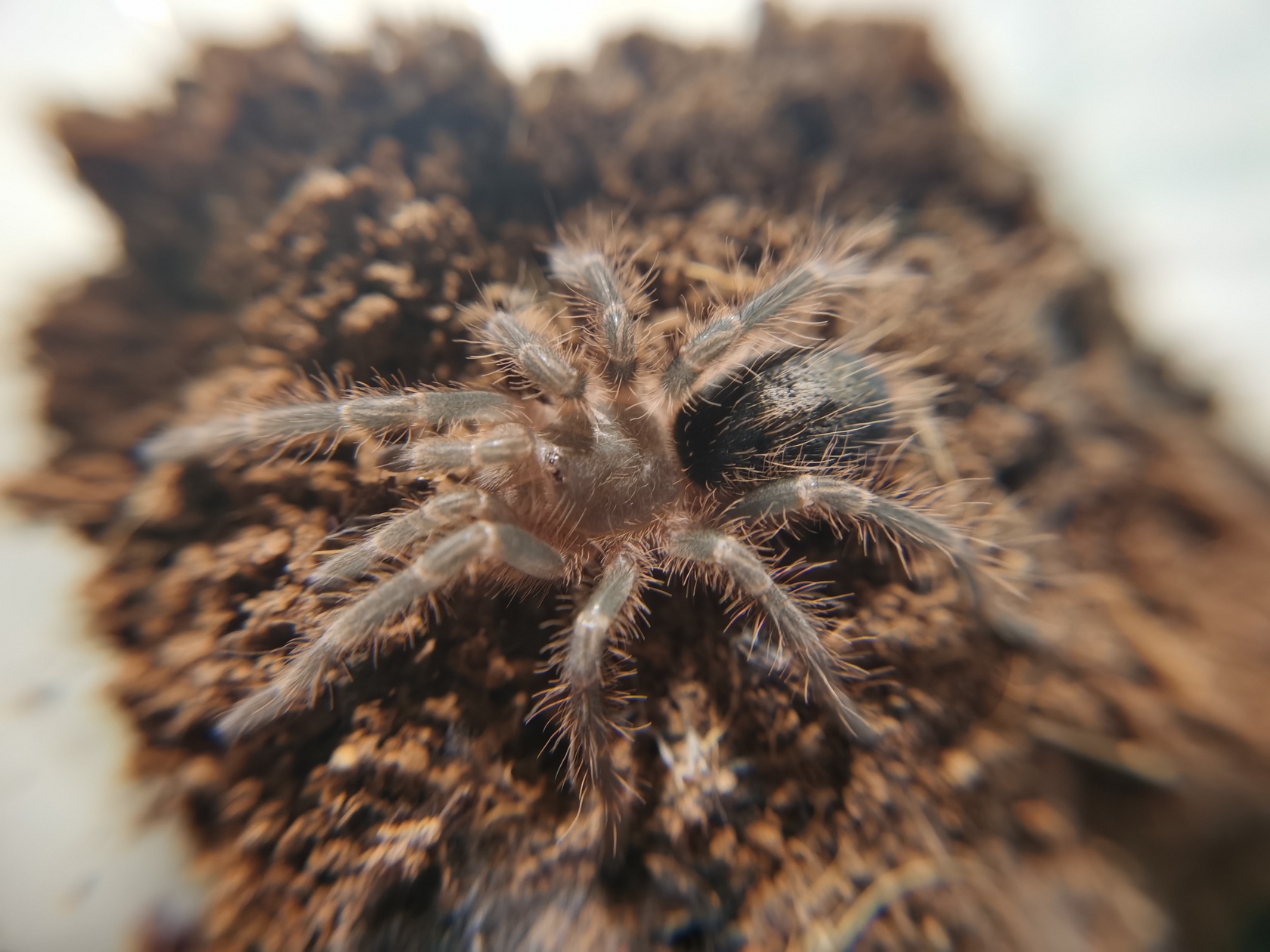 grammostola-pulchripes-8.jpg