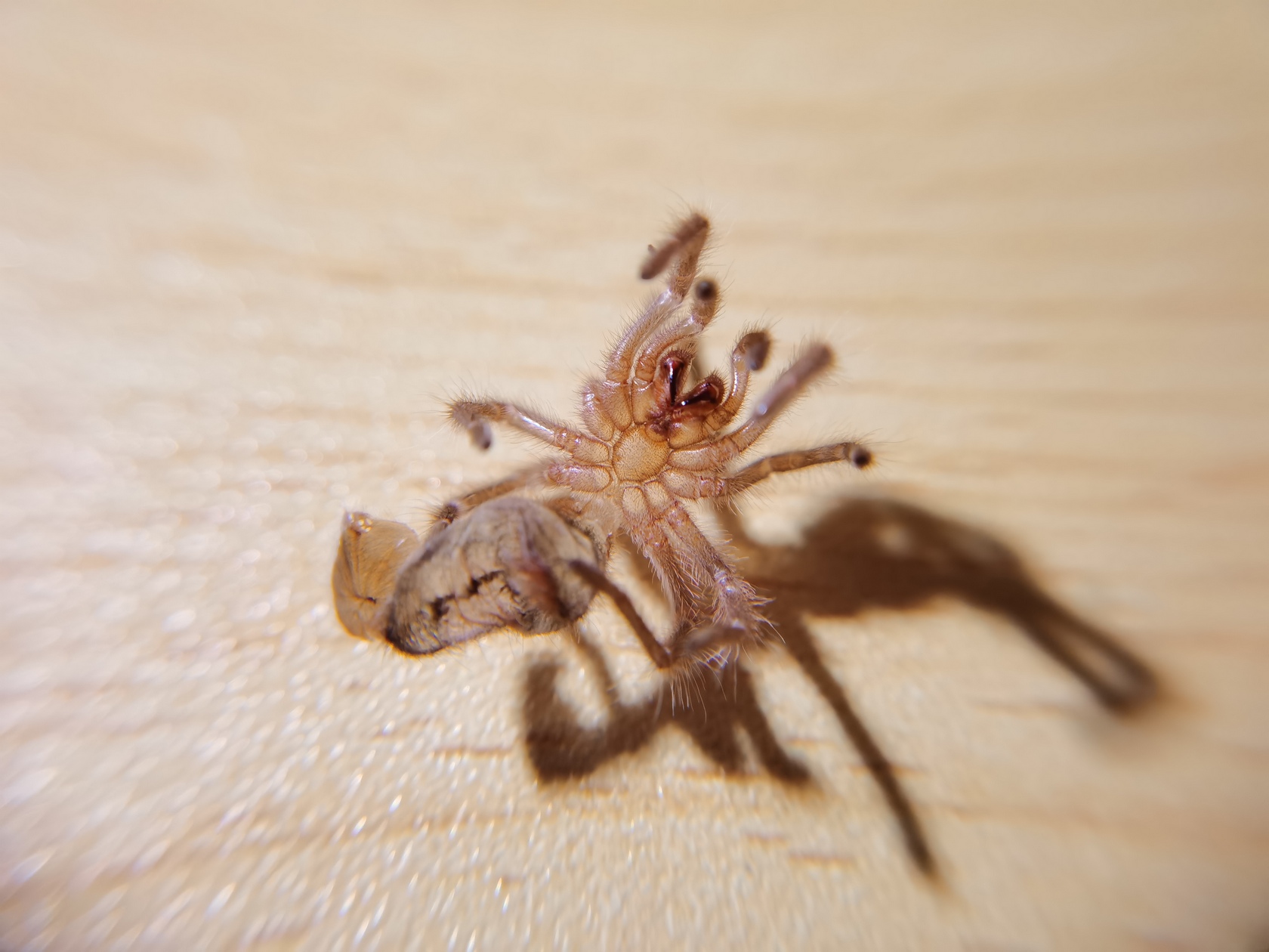 grammostola-pulchripes-9.jpg