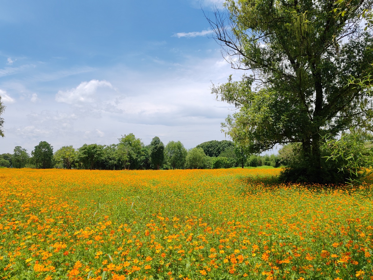 liangzhu-ancient-city-site-park-9.jpg
