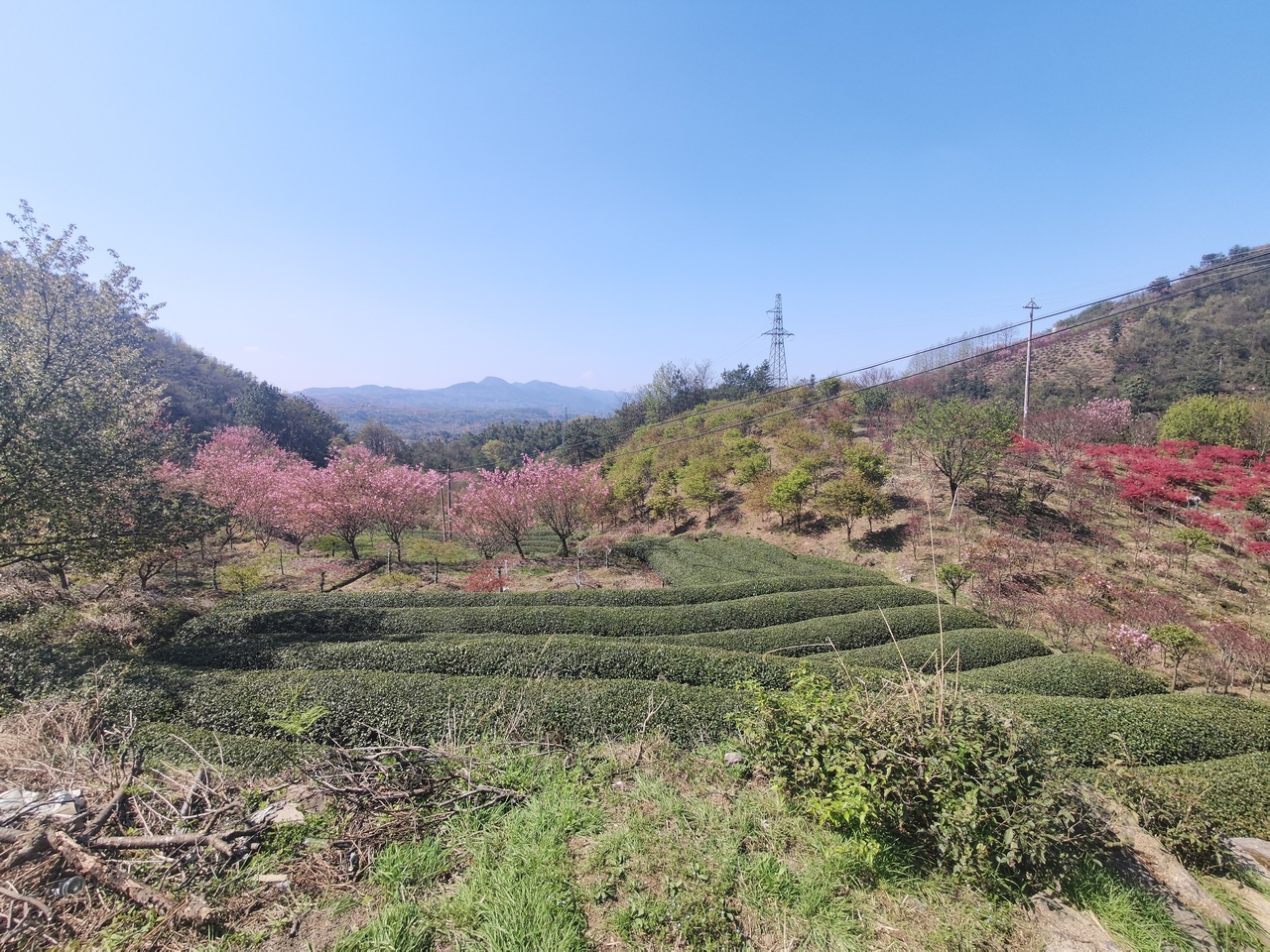 mountain-and-sakura-in-dalan-1.jpg