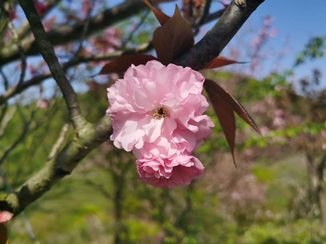 mountain-and-sakura-in-dalan-2.jpg