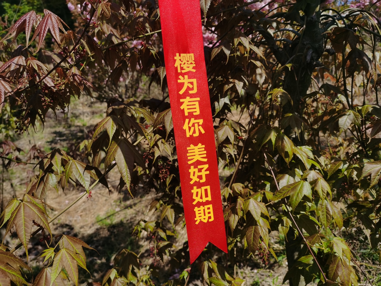 mountain-and-sakura-in-dalan-3.jpg
