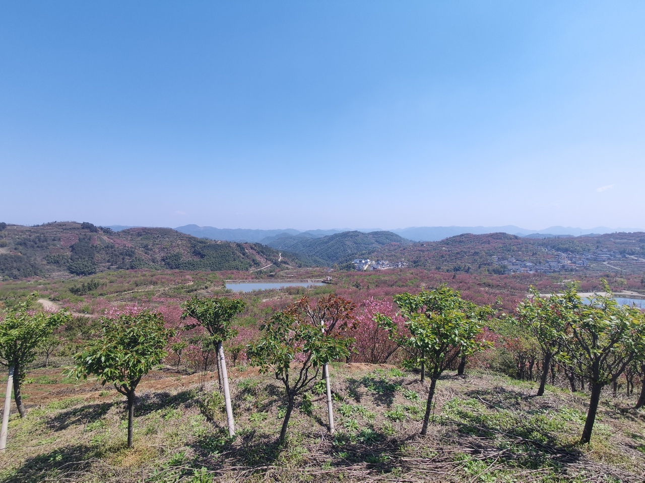 mountain-and-sakura-in-dalan-4.jpg