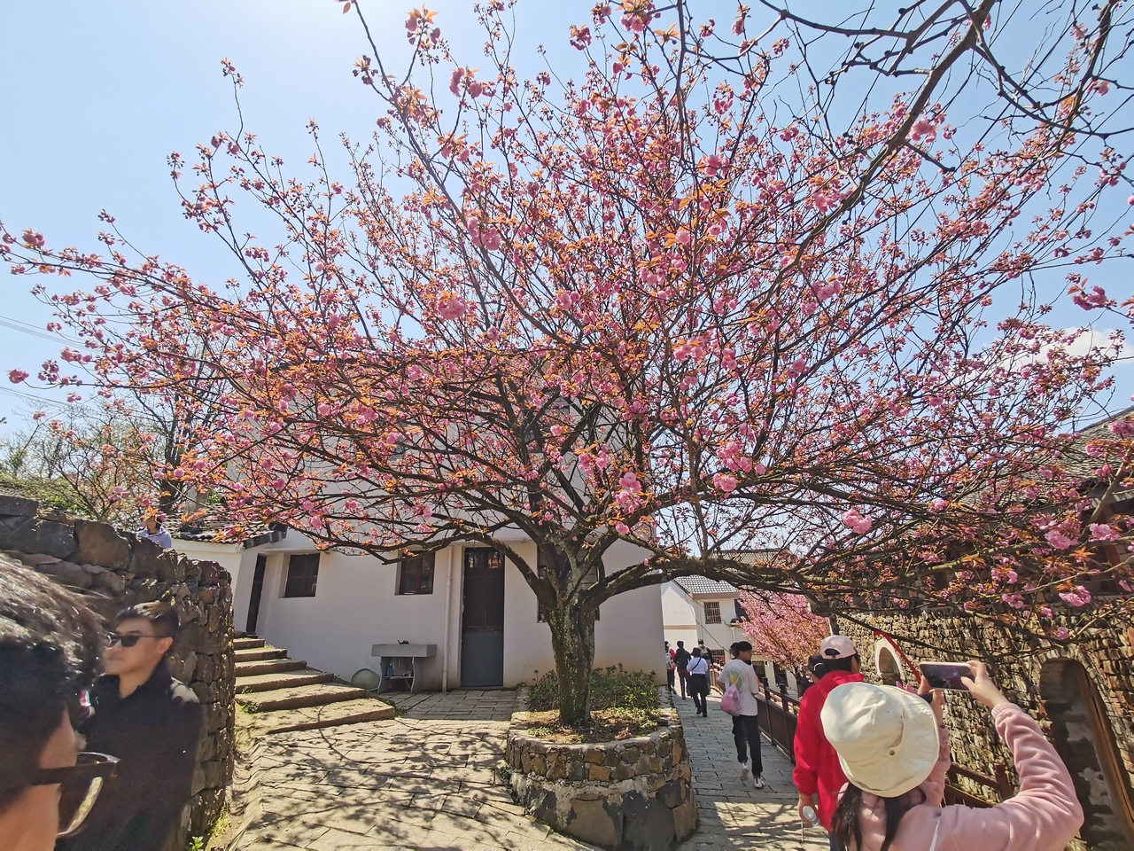 mountain-and-sakura-in-dalan-5.jpg