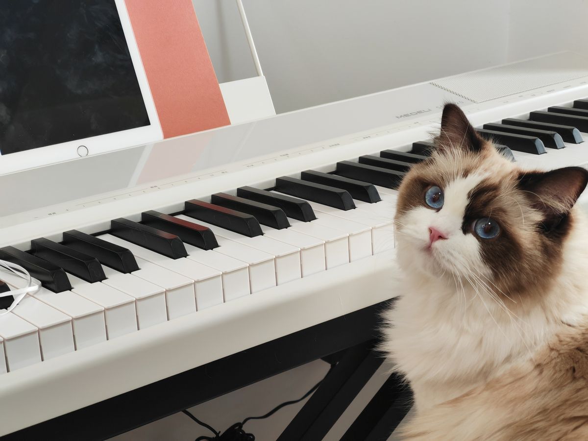 my-lovely-ragdoll-cat-0.jpg