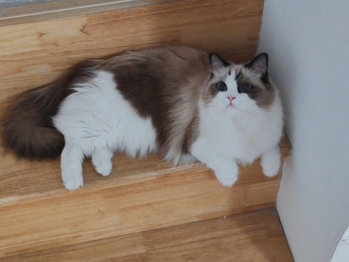 my-lovely-ragdoll-cat-0.jpg