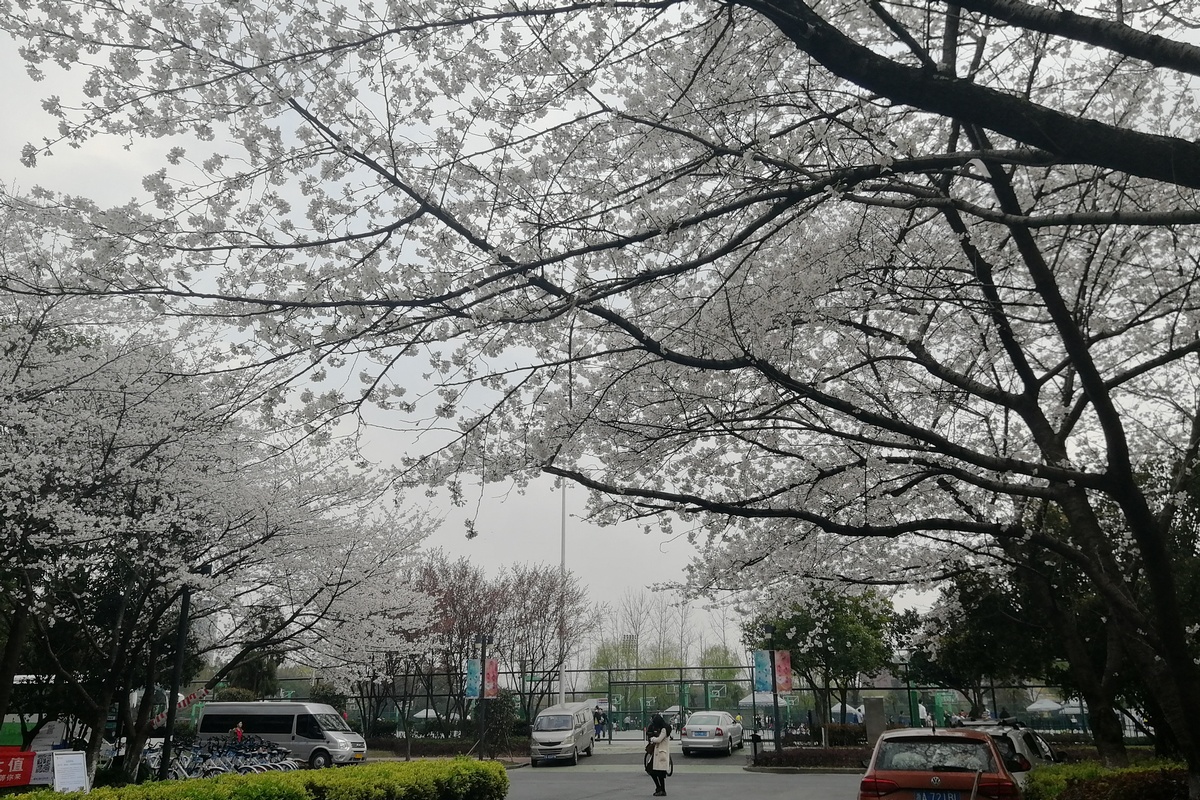 sakura-in-yunfeng.jpg