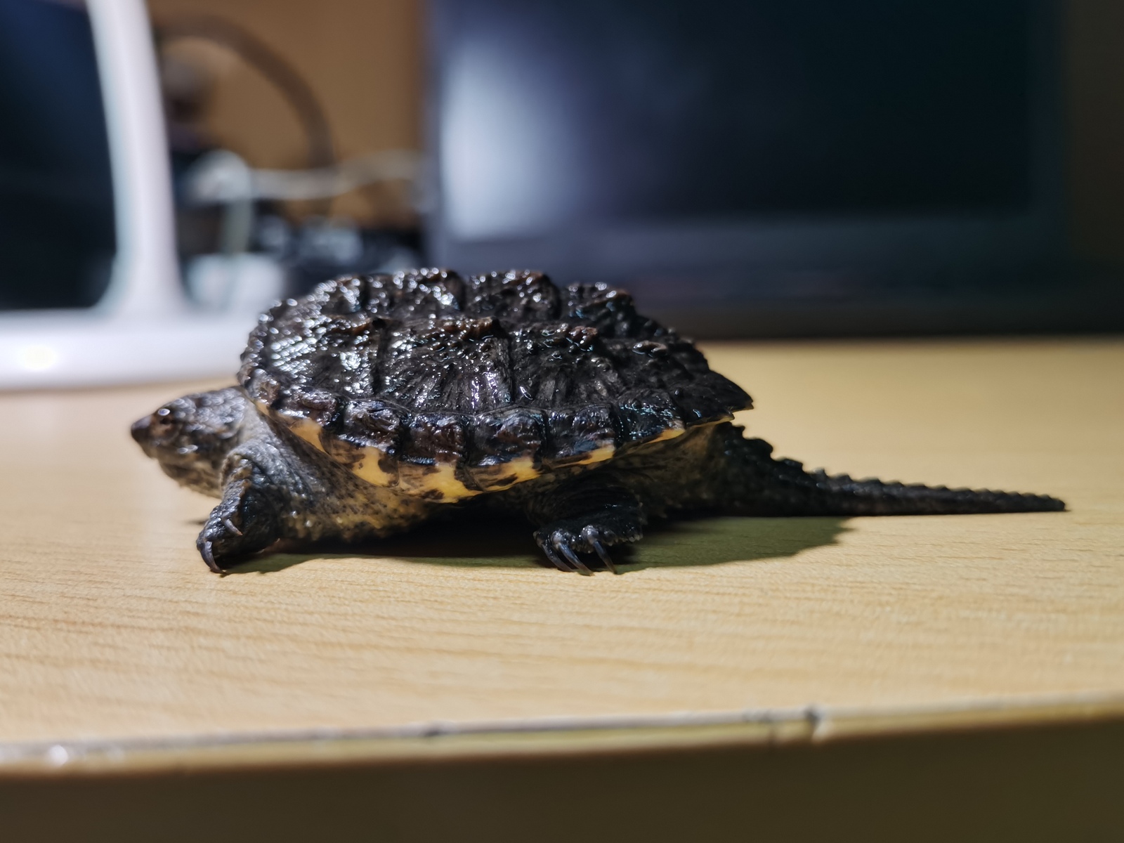 snapping-turtle-and-grass-tortoise-0.jpg