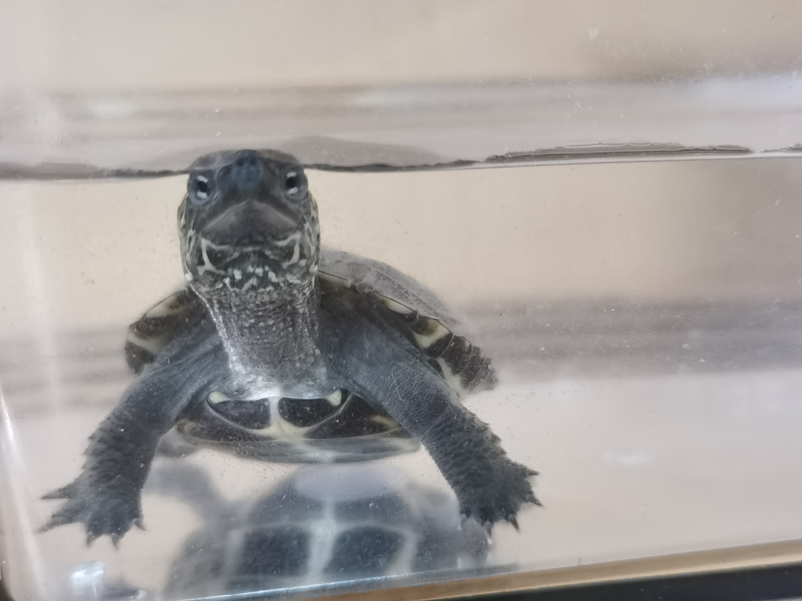 snapping-turtle-and-grass-tortoise-2.jpg